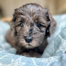 Boy 4 Tybee - Merle male Goldendoodle puppy in Frederick, Maryland from Loving Doodles