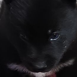 Siberian Husky Puppies from Spirit of the Moon Siberians