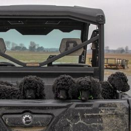Poodle Puppies from Twisted Oak Poodles