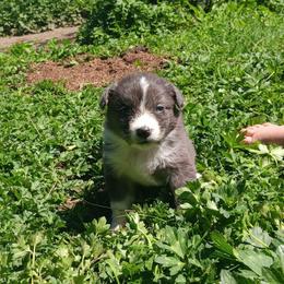 Blue-bell - Blue merle female Australian Shepherd puppy in Sultan, Washington from Van Huitt Australian Shepherds