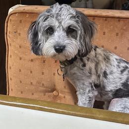 Buddy - Cavapoo