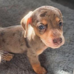 Caspian - Chocolate and cream male Dachshund puppy in Willard, Utah from Simply Sharing Love