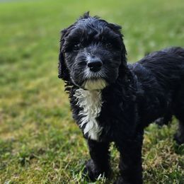Izzy - Black and white Sheepadoodle puppy in Egg Harbor City, New Jersey from Doodles by Starlight
