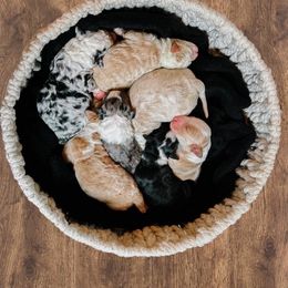 Sheepadoodle puppies from DOOD & Co