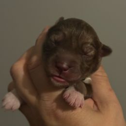 Acacia - Red and white female Siberian Husky puppy in Florence, Kentucky from Moonlight Howl Huskies