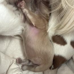 Boy 2 - Lilac male Shih Tzu puppy in Hudson, Florida from My Boujee Shih Tzu Life