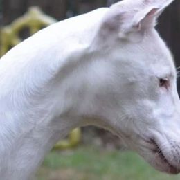 Ibizan Hounds and Whippets from Windrift Kennel