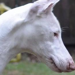 Ibizan Hounds and Whippets from Windrift Kennel