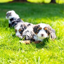 Bernedoodle puppies from Spring Mountain Doodles