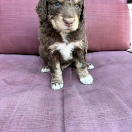 Bear - Aussiedoodle puppy in Idaho from Doodle Doggie Farm