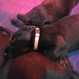 Elsa-White Collar - Black female Giant Schnauzer puppy in Bessemer, Alabama from The Copper Cottage Canines