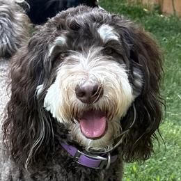 Reese - Bernedoodle