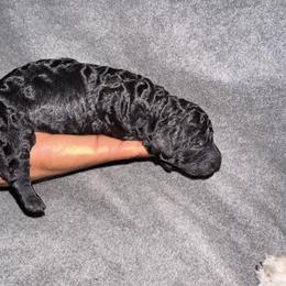 Boy 5 - Black male Poodle puppy in Fort Lauderdale, Florida from SoFlo Standard Poodles