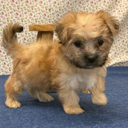 Huxley - Gold male Morkie puppy in Monticello, Iowa from Ashley’s Puppies
