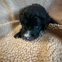 Boy 7 black collar - Black and white male Sheepadoodle puppy in Eleva, Wisconsin from Molly’s Doodles