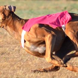 Rhodesian Ridgebacks from Cynara Rhodesian Ridgebacks