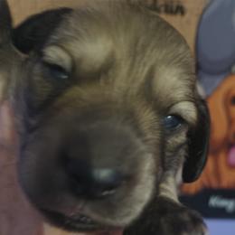 Eli - Cream male Dachshund puppy in Pueblo, Colorado from Bianka's Dackels
