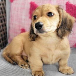 Dachshund Puppies from Amber Doxies