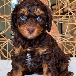 David - Brown boy - Phantom male Poodle puppy in Yuciapa, California from AlltheDoodlez_