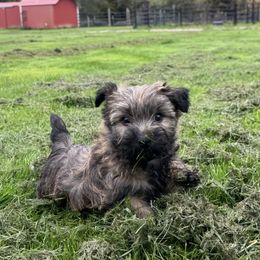 Cairn Terrier puppies from Northwest Cairn Terriers