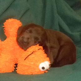 Girl 1 Pink  Collar - Chocolate female Labrador Retriever puppy in Hartley, California from Mathew's Labradors