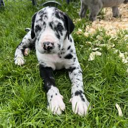 Great Dane Puppies from BkB’s House of Danes