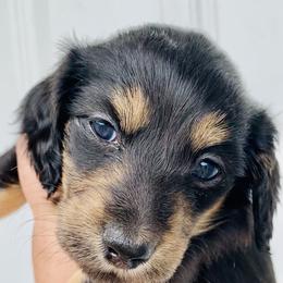 Dachshund Puppies from Meldox