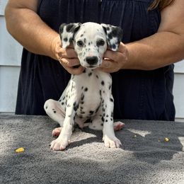 Boy 4 - White and black Dalmatian puppy in Richmond, Virginia from Darrfield