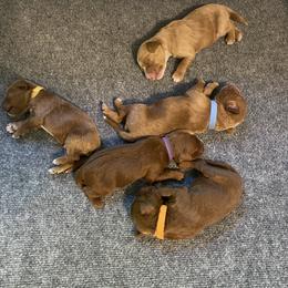 Australian Labradoodle Puppies from Kippy’s Farm Australian Labradoodles