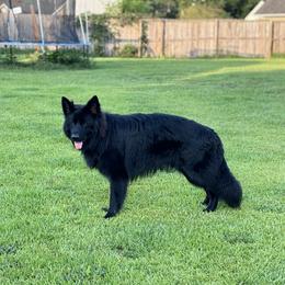 German Shepherd All Grown Up from Oakley Acres Shepherds