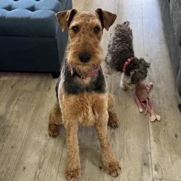 Miniature Schnauzers from Green Family Companion Kennel, LLC
