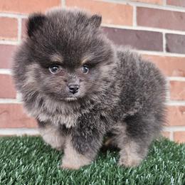 Pomeranian Puppies from Imperial Pomeranians