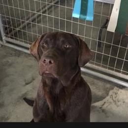 Java - Labrador Retriever