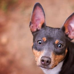 Rat Terriers from Meraki Rat Terriers