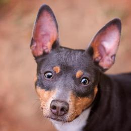 Rat Terriers from Meraki Rat Terriers