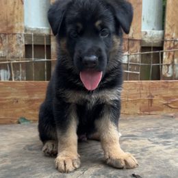 German Shepherd Puppies from AB_Elite_GSD