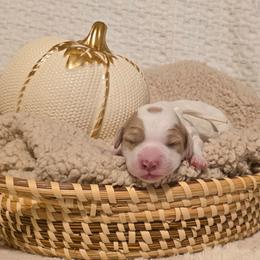 Girl 2 Cozy - Blenheim female Cavapoo puppy in Gunnison, Utah from Curls and Camo Pups