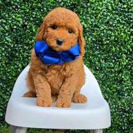 Millie's Blue Boy - Red  male Goldendoodle puppy in Kountze, Texas from Texas Doodles LLC
