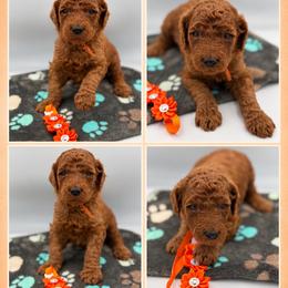 Cider - Red  male Poodle puppy in Mount Vernon, Illinois from AMC Poodles