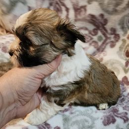 Havanese from Bouncy Bubbly Havanese