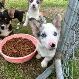 Female One - Blue merle and white American Corgi puppy in Gentry, Arkansas from K Heart Ranchita