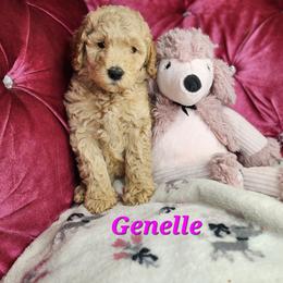 Genelle - Apricot female Poodle puppy in Harrisonville, Missouri from Kurly Q Poodles