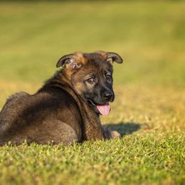 German Shepherd Puppies from Sommerfeld German Shepherds