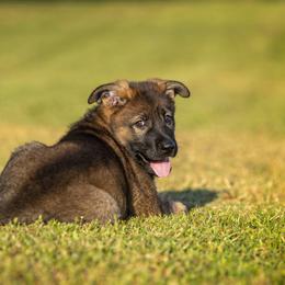 German Shepherd Puppies from Sommerfeld German Shepherds