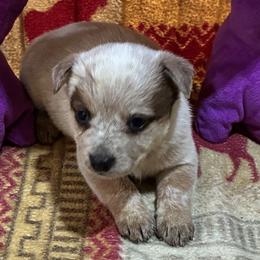 L66-01 - Red speckled female Australian Cattle Dog puppy in Sheridan, Oregon from 6pk Cattledogs