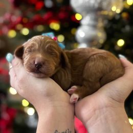 Girl 3 - female Goldendoodle puppy in Peoria, Arizona from Cactus Doods