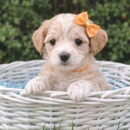 Dakota - Apricot female Goldendoodle puppy in Hendersonville, Tennessee from Ben's Best Buddy Goldendoodles