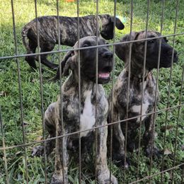 Doberman Pinscher and Great Dane Puppies from Draggin Dobermans & Great Danes