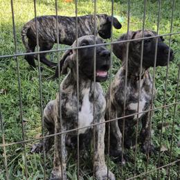 Doberman Pinscher and Great Dane Puppies from Draggin Dobermans & Great Danes