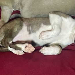 Greyhound Puppies from Angela Holtzen